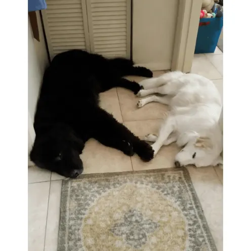 Black dog and a white dog both sleeping on the floor with their paws touching.